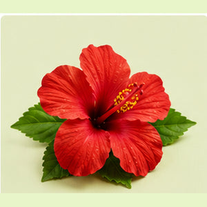 Hibiscus